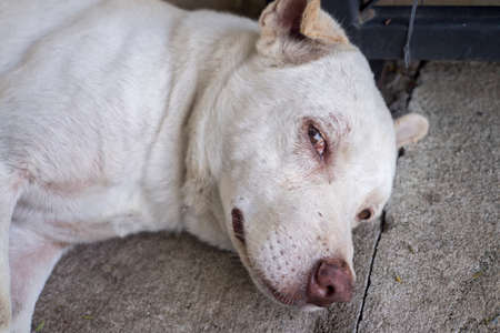 close-up photo of the face of dog layingの写真素材