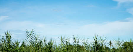 Green grass with blue sunny sky for backgroundの写真素材