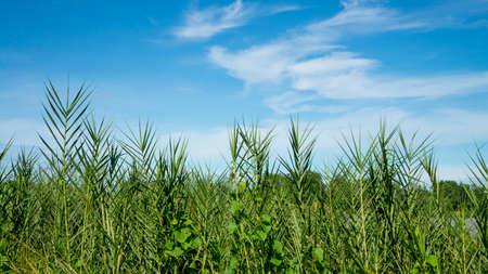 Green grass with blue sunny sky for background