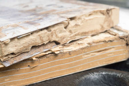 Book damaged by termitesの写真素材