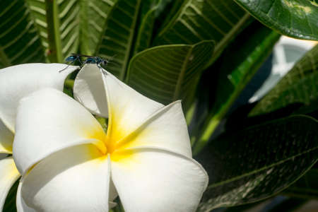 Bug sitting on Plumeria flowerの写真素材