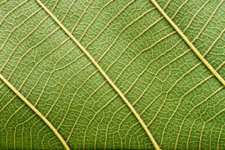 Green leaf macro background