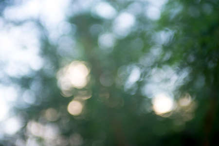 Blur focus of leaf, bokeh, background or texture.の写真素材