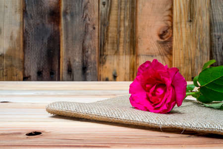 pink roses surrounded by green leaves with a wood backgroundの写真素材