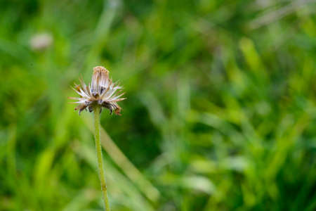 close up of grass flowers.の写真素材