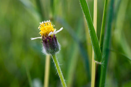close up of grass flowers.の写真素材