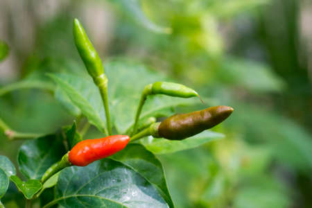 ripe red and green hot chili peppers on a treeの写真素材