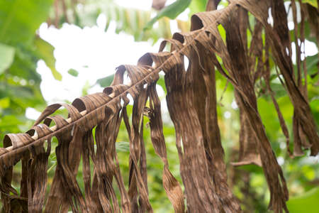 Close-up dry banana leafの写真素材