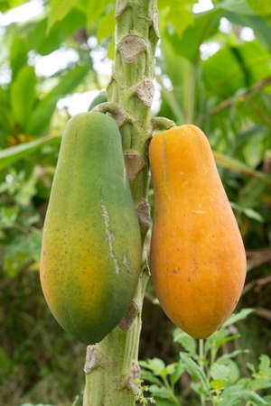Ripe and raw papaya on the tree in graden.の写真素材