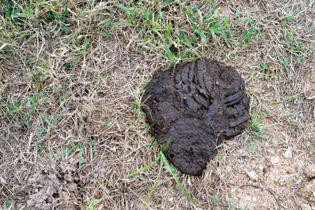 fresh cow shit in the graden