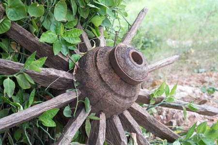 Old wheel carts left along the way, covered with green plants. の写真素材