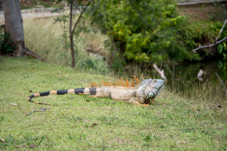 Wild giant iguana in green grass, outdoorsの写真素材