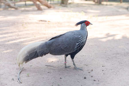 Lophura leucomelanos の写真素材