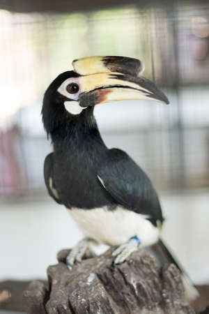 Hornbill in the zoo. Thailandの写真素材