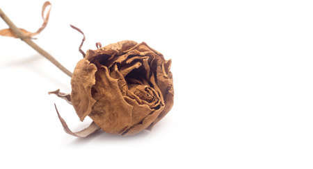 Dried yellow rose isolated on white backgroundの写真素材