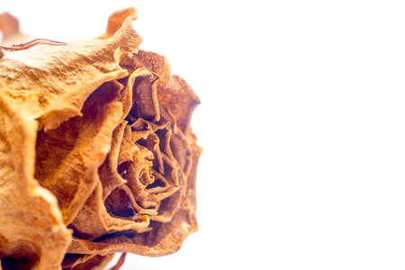 Dried yellow rose isolated on white backgroundの写真素材