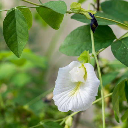 White Butterfly Pea, White Pea flower, Rare species - thailandの写真素材