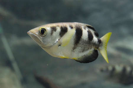 Archer fish or Blowpipe fish (Toxotidae) in aquarium. Wildlife animal.の写真素材