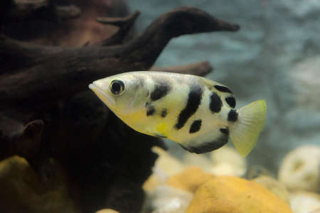 Archer fish or Blowpipe fish (Toxotidae) in aquarium. Wildlife animal.の写真素材