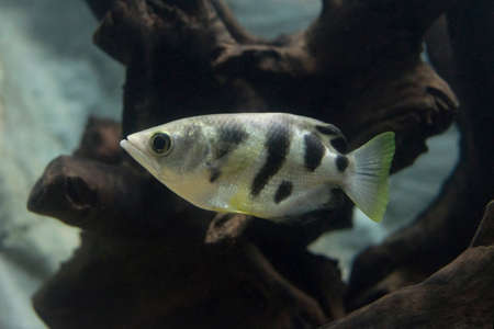 Archer fish or Blowpipe fish (Toxotidae) in aquarium. Wildlife animal.の写真素材