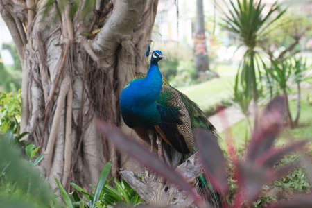 beautiful male peacock with feathersの写真素材