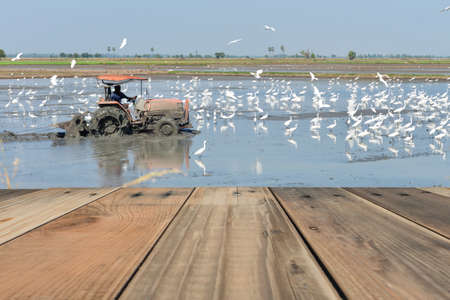 Wood terrace with Farmer are using tractors to plow the fields with pelicans waiting fish.の写真素材
