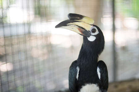 Hornbill in the zoo. Thailandの写真素材