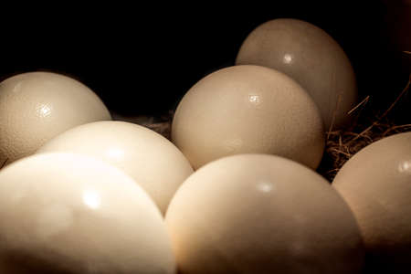 Ostrich egg in straw nestの写真素材