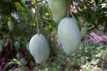 Branch of raw green mango fruit on tree.