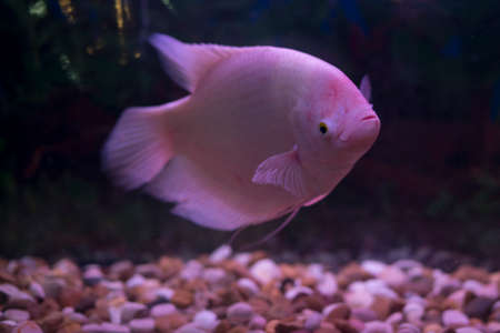Giant gourami fish (Osphronemus goramy) in aquarium. Wildlife animal.