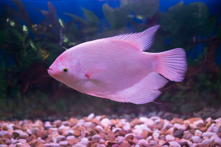 Giant gourami fish (Osphronemus goramy) in aquarium. Wildlife animal.