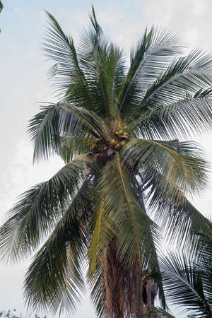Coconat Palm Tree as natural background