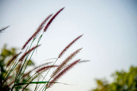 close up of grass flowers garden blue sky in the winter. (poaceae)