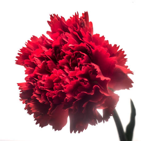 beautiful red carnation flower isolated on white backgroundの写真素材
