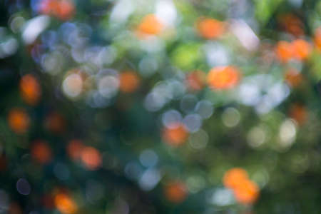 abstract nature blur for backgroundの写真素材