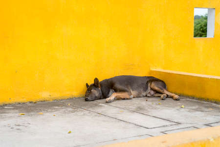 sleeping dog near a yellow wall in a parkの写真素材