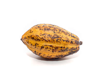 Cocoa pods on a white background.の写真素材