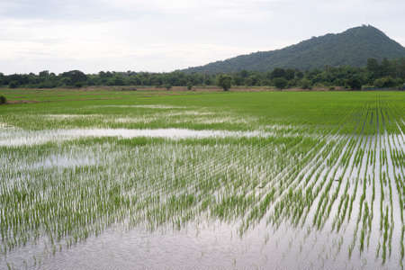 Rice field landscape can be used as background wallpaper