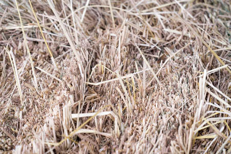 dry straw texture backgroundの写真素材