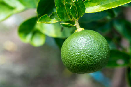 Close up of big lemon on its tree