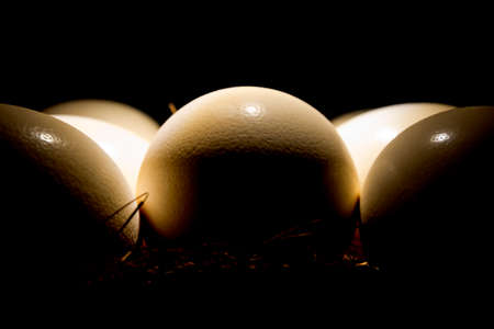Ostrich egg in straw nest