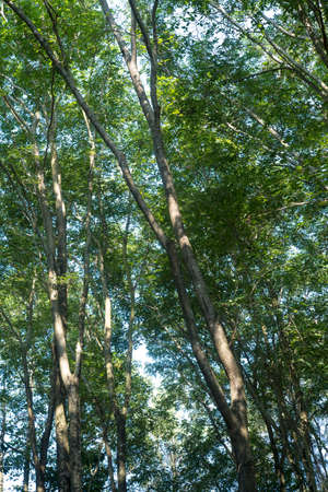 green leaves on the tree