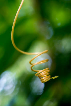 soft leaves of the creeping plantの写真素材