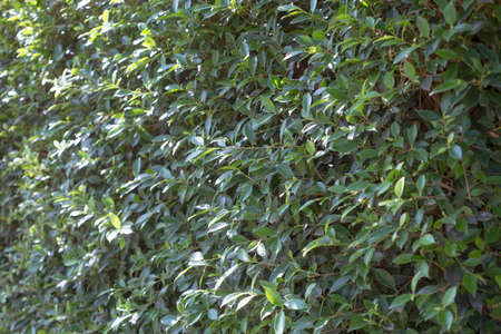 Close up of green tree wall for texture background pattern.