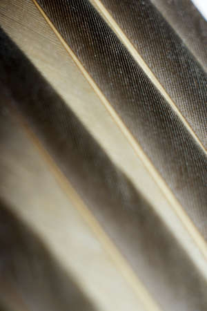 Closeup textured and surface of featherの写真素材