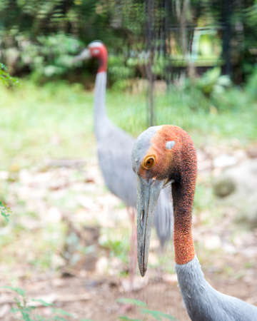 Sarus crane open zoo in Thailand.の写真素材