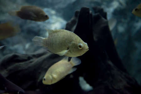 Anabas testudineus in aquarium. Wildlife animal.