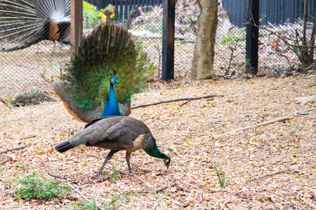 Beautiful peacock. male peacock displaying his tail feathers.の写真素材