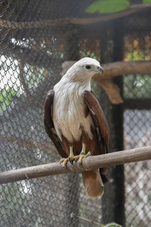 Brahminy kite  in the zoo. Thailand