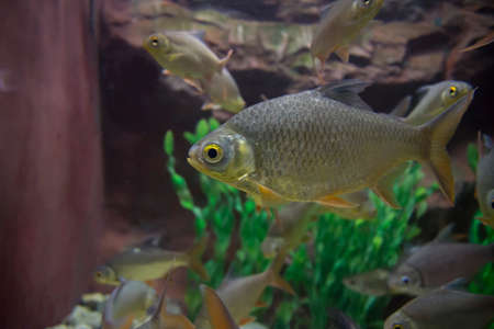Red-tail Tinfoil Barb in aquarium. Wildlife animal.
